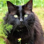 Black cat outside in meadow