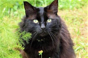 Black cat outside in meadow