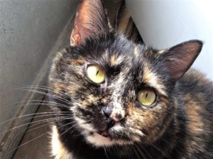 varicolored cat (tortie)