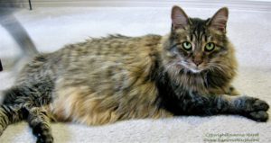 long-haired grey striped cat reclining