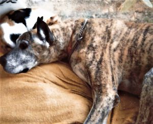 dog and cat sleeping