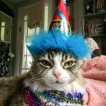 tabby cat with blue party hat