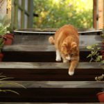 Orange cat walking down porch steps