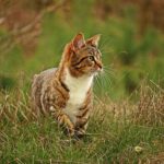 Tabby cat, white chest, walking in tall grass