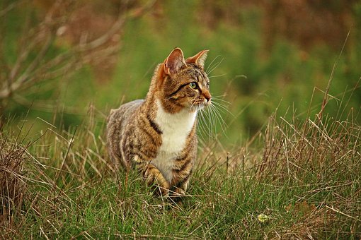 Tabby cat, white chest, walking in tall grass