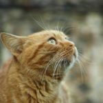 head of orange cat, whiskers