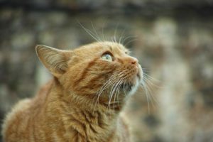 head of orange cat, whiskers