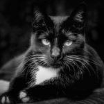 black cat, white chest, reclining