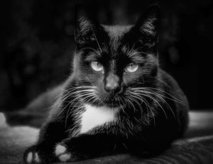 black cat, white chest, reclining