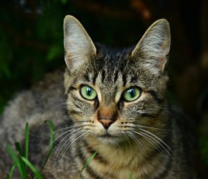 grey tabby cat