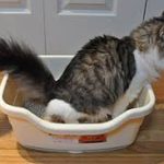 Cat using litter box