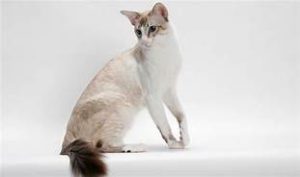 Javanese cat sitting
