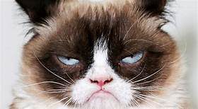 close-up of grumpy cat's face