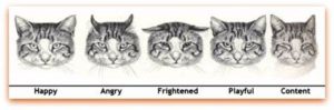 cats' eyes showing meaning