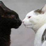 two cats sniffing noses