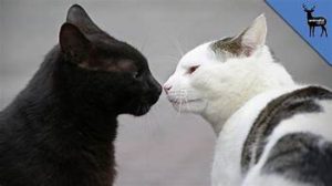 two cats sniffing noses