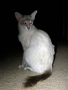 Javanese cat, sitting
