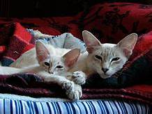 Javanese cat and kitten