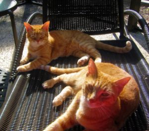 Two orange cats