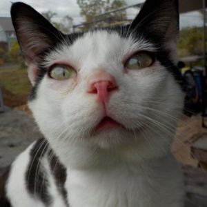 white cat head & shoulders; black markings