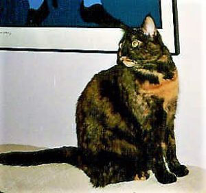 Calico cat named Vixen