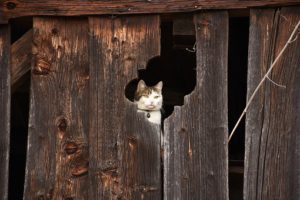 cat looking through hole in old building