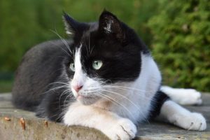 Black and white cat, lying down