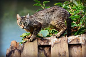 Tabby cat on fence