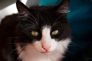 black cat, white chest; head & shoulders