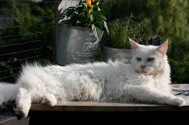 white cat lying on bench