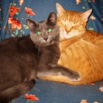 Grey cat; orange cat sleeping together