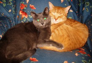 Grey cat; orange cat sleeping together