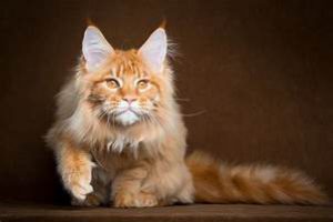 Orange Maine Coon, reclining