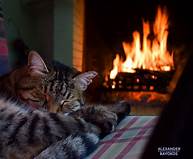 cat sleeping by fire