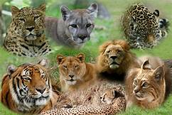 Pics of 7 large wild cats