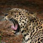 leopard roaring