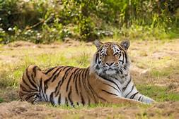 Tiger, lying down