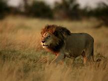 Lion walking in long grass