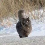 Dark grey Maine Coon walking in snow