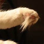 paw with long hair between toes