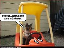 Cat in gocart saying "bingo in 5 minutes"