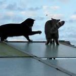 two cats on roof