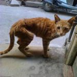 thin stray orange cat