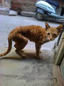 thin stray orange cat