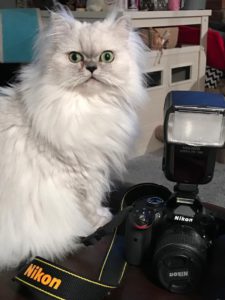 Silver Persian 