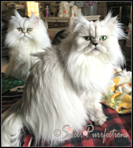 Silver Persian sisters