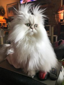 Silver Persian cat