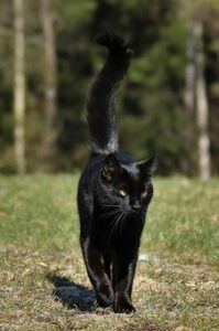 black cat, walking