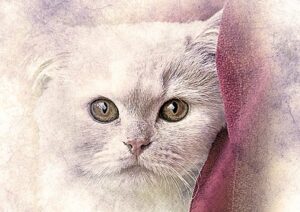 drawing of white cat face