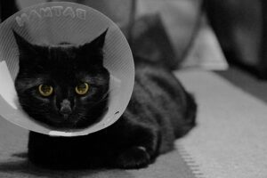 black cat wearing cone